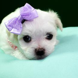 Maltese Puppies from Franny's Maltese Puppies