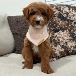 Remy - Red  female Goldendoodle puppy in Anaheim, California from Cuddle Bear Doodles