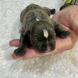 Male 2 - Blue male Staffordshire Bull Terrier puppy in Lakeland, Florida from Blueline Staffords
