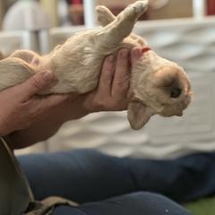 Australian Cobberdog Puppies from Mud Pies Australian Cobberdogs