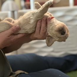 Australian Cobberdog Puppies from Mud Pies Australian Cobberdogs