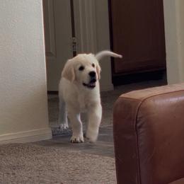 Brown boy 3500.00 - Light golden male Golden Retriever puppy in Pahrump, Nevada from Southern Nevada Goldens