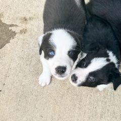 Border Collies and Sporty Mixes from Riverside Collies-n-Critters