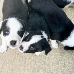 Border Collies and Sporty Mixes from Riverside Collies-n-Critters