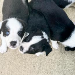 Border Collies and Sporty Mixes from Riverside Collies-n-Critters