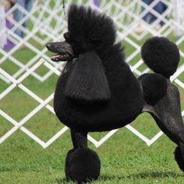 Poodles from Stone Run Standard Poodles