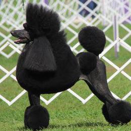 Poodles from Stone Run Standard Poodles
