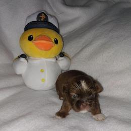 Bruce - Liver and white male Shih Tzu puppy in Arcadia, Florida from Kitsune Cuddles and kisses