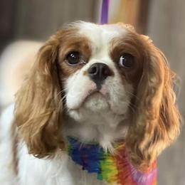 Fred - Cavalier King Charles Spaniel