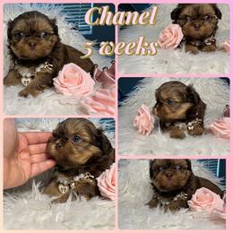 Chanel - Liver and white female Shih Tzu puppy in Coolidge, Arizona from Shih Tzu’s  ‘N’ Love