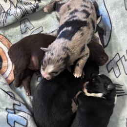Australian Shepherd puppies from Sun Kissed Aussies