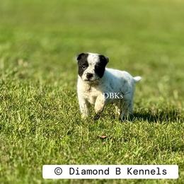 Atlas - Blue mottled male Australian Cattle Dog puppy in Keeling, Virginia from Diamond B Kennels / DBK’s