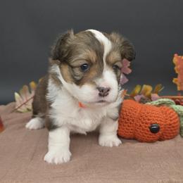 German Shepherd and Pembroke Welsh Corgi Puppies from J&R Shepherds & Corgis