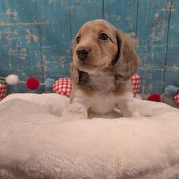 Apollo - Dapple male Dachshund puppy in Dothan, Alabama from Hot Diggity Doxies of Dothan