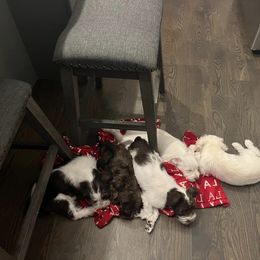 Miniature Schnauzer Puppies from Hume Family Mini Schnauzers