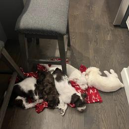 Miniature Schnauzer Puppies from Hume Family Mini Schnauzers