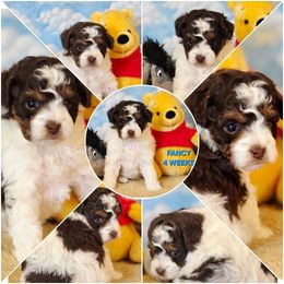 AKC Fancy - Parti female Poodle puppy in Depew, Oklahoma from Poodles Perfected