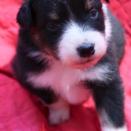Cheeto - Black tri-color female Australian Shepherd puppy in Laurel, Mississippi from Reeves Australian Shepherds