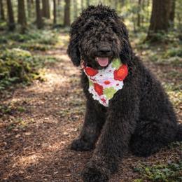 Novalee - Phantom female Bernedoodle puppy in Lookout, California from Remington Kennels, LLC