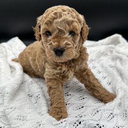 Cavapoo and Poodle Puppies from Klaus Poodles