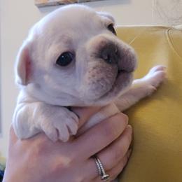French Bulldog Puppies from Electric City Frenchies