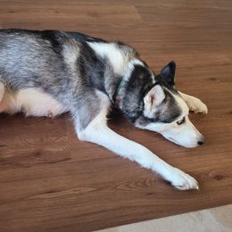 Marley - Siberian Husky