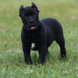 Americana's Tecova - Black brindle male Cane Corso puppy in Cable, Ohio from Americana Cane Corso