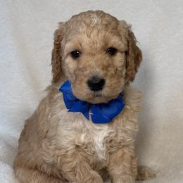 Blue Bow Male - Cream male Goldendoodle puppy in Kingsville, Missouri from The Bruce Farm