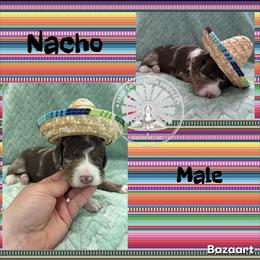 Nacho - Chocolate merle male Bernedoodle puppy in Godwin, North Carolina from Farm Sweet Farm Doodles