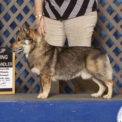 Cavalier King Charles Spaniels, Dalmatians, and Swedish Vallhunds from Snowood Dalmatians and Cavaliers