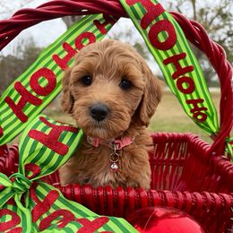 Noel - Apricot female Goldendoodle puppy in Willacoochee, Georgia from Kitandkboodle's Doodles
