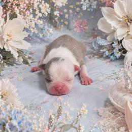 Blue Fawn Girl - Blue female Boston Terrier puppy in San Antonio, Texas from JT Bostons