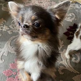 Bookie  - Chihuahua