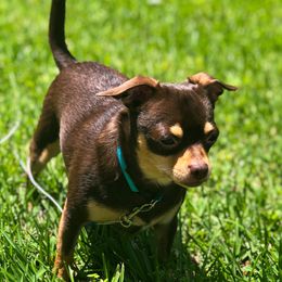 Dak - Chihuahua