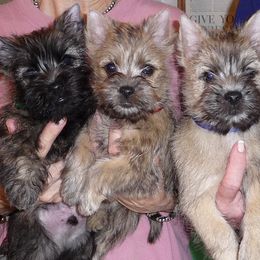 Cairn Terriers from Stonehaven Cairn Terriers