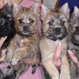 Cairn Terriers from Stonehaven Cairn Terriers