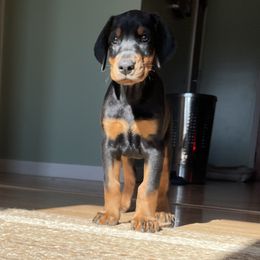 Girl 1 - Blue and rust Doberman Pinscher puppy in Kansas City, Missouri from Defensive Dobermans