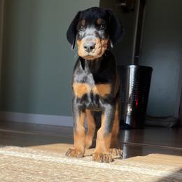 Girl 1 - Blue and rust Doberman Pinscher puppy in Kansas City, Missouri from Defensive Dobermans