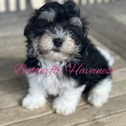 Girl 1 - Havanese puppy from Butterfly Havanese