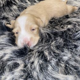 Dachshund Puppies from Saginaw Dachshunds