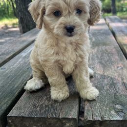 Cockapoo Puppies from East St. Poodles & Doodles