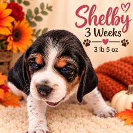 Shelby (purple) - Black white and tan female Beagle puppy in Trail, Oregon from Jennifer Knapp's AKC Beagles