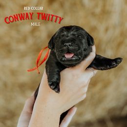 Labrador Retriever Puppies from Parsons Farmstead Retrievers