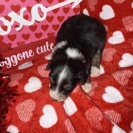 Broken white collar - Black tri female Miniature Australian Shepherd puppy in Graham, North Carolina from Thompson Farm Mini Aussies