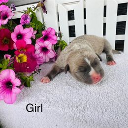 American Pit Bull Terrier and Greyhound Puppies from West Winds American Pit Bull Terriers