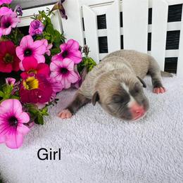 American Pit Bull Terrier and Greyhound Puppies from West Winds American Pit Bull Terriers