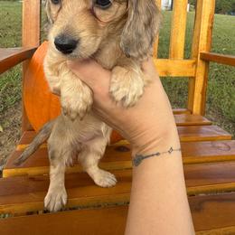 Annabelle - Cream female Dachshund puppy in Dawson, Alabama from Bells Dashing Dachshunds