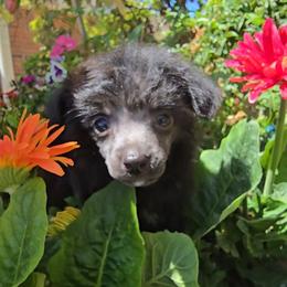 Ilona Long Star Angel - Black female Chinese Crested puppy in Amarillo, Texas from Victoria's Chinese Cresteds Long Star Angels