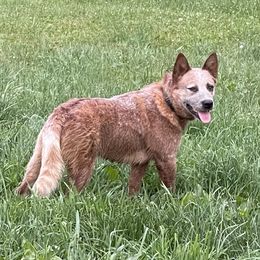 Cinch - Australian Cattle Dog
