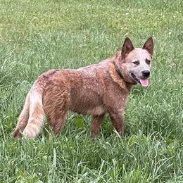 Cinch - Australian Cattle Dog